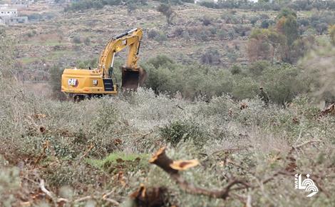 اقتلاع أشجار وتجريف أراضٍ في بدرس غرب رام الله